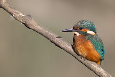 20230722_134910_Kingfisher_452.jpg