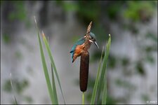 c_DSC_7623.jpg