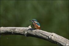 c_DSC_7645.jpg