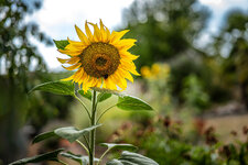 P1010128-Sonnenblume.jpg