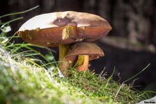 20130908-IMG_3921.jpg