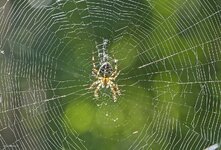 comp__DSC6938-2_forum.jpg