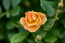 DSCF1679.jpg