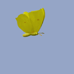 test_gonepteryx.gif
