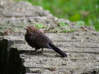 amsel-1.jpg