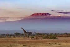 Giraffe.jpg