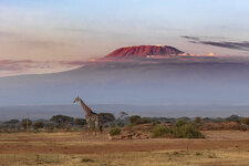 Giraffe2.jpg