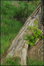 comp_Frisches Grün aus altem Baum.jpg