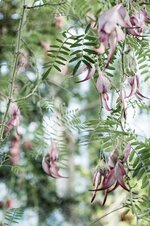 Groß (clianthus puniceus-21324).jpeg