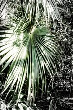 Groß (Palmenwedel 2-21306).jpeg