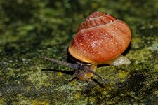 Schnecke I.jpg