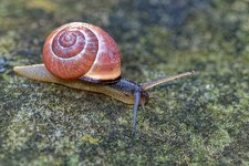 Schnecke II.jpg