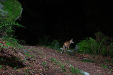 20230810_211434_camera_trap_gl_149.jpg