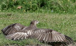 IMG_8178 copy.JPG