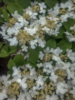 Hortensia.jpg