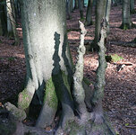 Fairy_wood.jpg