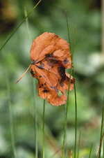 blatt 1.jpg