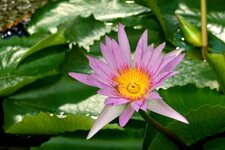 DSC05118 SEEROSE 1920.jpg