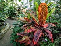 PXL_20230924_Rotblatt Botanischer Garten 2023 1920.jpg