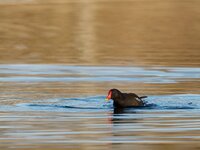 PANA1046_DxO1920.jpg