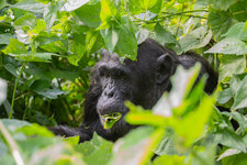 20190625_090147_rwanda_uganda_555.jpg
