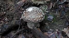 20230819_173245.jpg