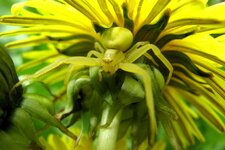 IMG_7348a (Custom).JPG