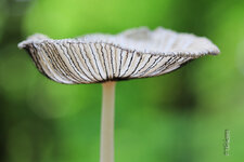 IMG_5186-3.jpg