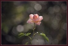 Herbst-Rose-Bokeh.jpg