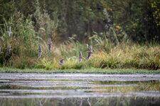 NZF_0730mkl1,5.jpg