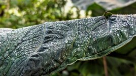 PXL_20231012_Blatt Wasserperlen Botanischer Garten 2023 1920.jpg