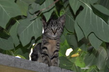 IMG_20110710_141633.JPG
