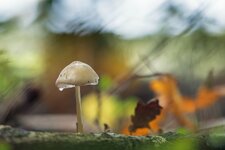 comp1_P1162507-B1.jpg