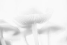 comp1_DGC_6683-B1a.jpg