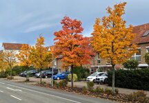 PXL_20231025_Bäume Herbst OV Ryckseite.jpg
