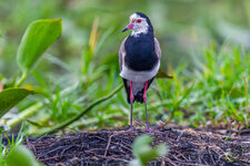 EOS 5D Mark IV_0420.jpg