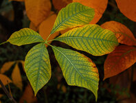 P1252686RAWBearbAI_WEB.jpg