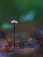 comp1_P1162599-B1.jpg