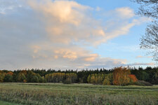 Wald.jpg