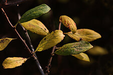 6darkleafs.jpg