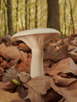 pilze_2023_001.jpg