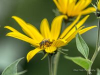 _IGP6938.jpg