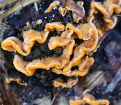 11Funghi.jpg