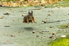 3P9A7478 R7 mit EF 200 F2.8 plus Kenko 1.5.jpg