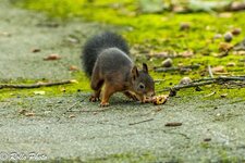 3P9A7486 R7 mit EF 200 F2.8 plus Kenko 1.5.jpg