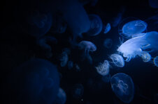 Lumix s5-2.jpg