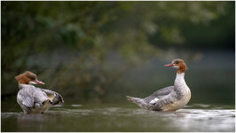 NZ9_4574+ mkl1,5.jpg