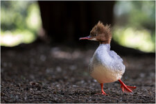 D85_7823+ mkl1,5.jpg