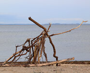 22driftwood.jpg