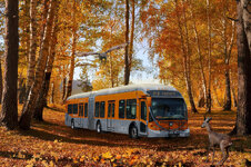 leaves-72908_1920.jpg